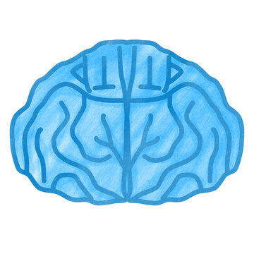 Jeens, cupcakes, basketball, brain, chicken
