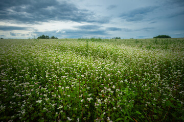 Buckwheat field and cloudy sky, summer view