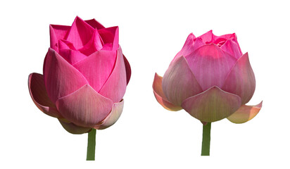 Nelumbo nucifera, Roseum plenum, Double red lotus, large pink lotus, water lily flower in lotus...