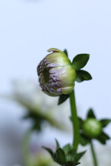 selective focus dahlia flower bud with a white background