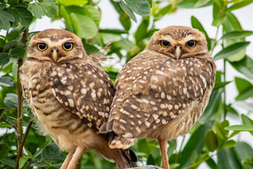 two owls sitting on a branch