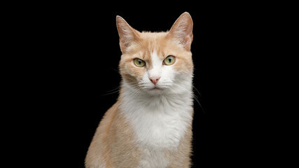 Portrait of Angry Cat Looking in Camera Isolated on Black Background, Front view