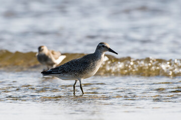 Knutt (Calidris canutus) im Jugendkleid und 
 Alpenstrandläufer bei der Futtersuche an der Ostsee