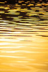 golden water surface in the lake at sunset.