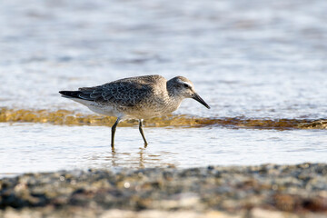 Knutt (Calidris canutus) im Jugendkleid an der Ostsee