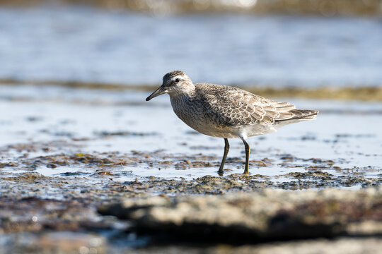 Knutt (Calidris canutus) im Jugendkleid an der Ostsee