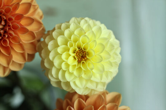 yellow dahlia flower