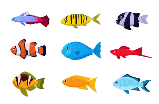 Cartoon exotic fish set. Tropical saltwater fish, clownfish, swordfish and emperor angelfish flat vector illustration collection