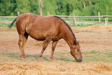 Fototapeta premium The farm animals, horses, dine on the nutritious hay bales in the pasture, surrounded by the beauty of nature