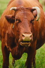 The angry red bull stares fiercely ahead. Evil cow with a broken horn