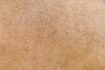 Horse beige fur skin background, texture of brown horse wool