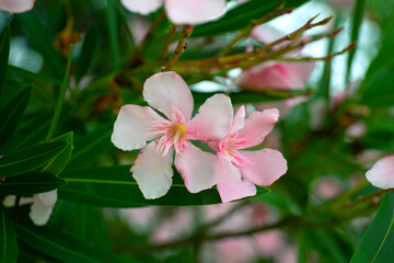 Obraz na płótnie Canvas Beautiful Light Pink Oleander Flowers on Blur Green Leaves Background