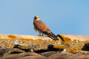 Faucon crécerellette,.Falco naumanni, Lesser Kestrel