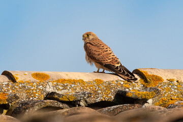 Faucon crécerellette,.Falco naumanni, Lesser Kestrel