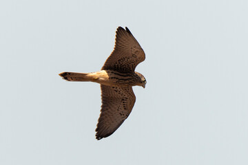 Faucon crécerellette,.Falco naumanni, Lesser Kestrel