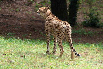 Guépard, Acinonyx jubatus soemmeringii, Afrique du Nord Est
