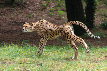 Guépard, Acinonyx jubatus soemmeringii, Afrique du Nord Est