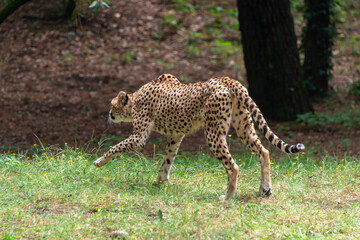 Guépard, Acinonyx jubatus soemmeringii, Afrique du Nord Est