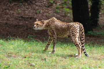 Guépard, Acinonyx jubatus soemmeringii, Afrique du Nord Est