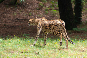 Guépard, Acinonyx jubatus soemmeringii, Afrique du Nord Est