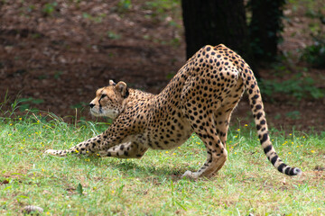 Guépard, Acinonyx jubatus soemmeringii, Afrique du Nord Est