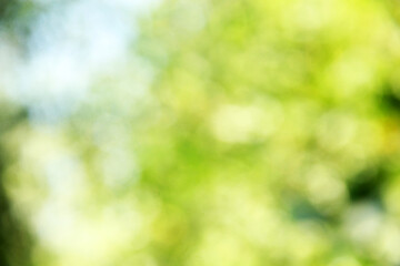 Obraz premium natural green fresh leaf bokeh background