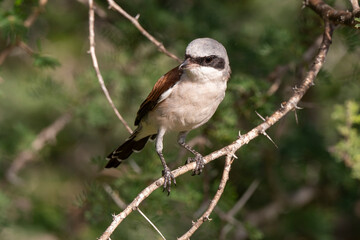Pie grièche écorcheur,. male, Lanius collurio, Red backed Shrike