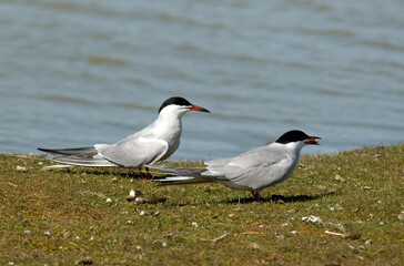 Sterne pierregarin, .Sterna hirundo, Common Tern,