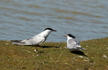 Sterne pierregarin, .Sterna hirundo, Common Tern,
