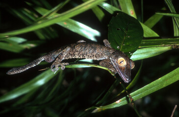 gecko, Uroplatus;, Uroplatus fimbriatus, Madagascar