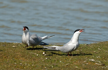 Sterne pierregarin, .Sterna hirundo, Common Tern,