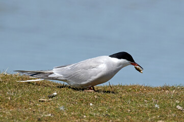 Sterne pierregarin, .Sterna hirundo, Common Tern,
