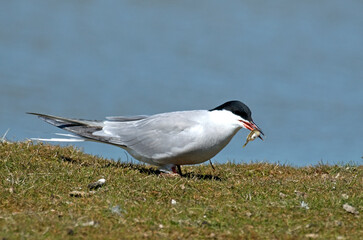 Sterne pierregarin, .Sterna hirundo, Common Tern,