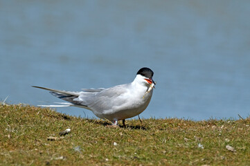 Sterne pierregarin, .Sterna hirundo, Common Tern,