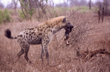 Naklejka na ściany i meble Hyena at Kruger National Park in South Africa