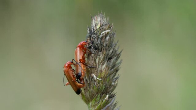 Copula of Rhagonycha fulva, beetle also called cuirassier or sanjuanin.