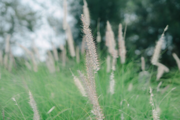 Fountain grass is a splendid choice for adding soft texture to the landscape. The dense clump of...