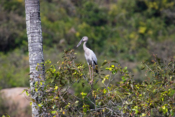 Asian openbill stork perched on a tree