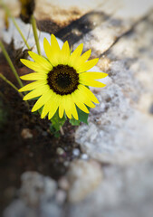 Sunflower small flower on blur background. - 639908747
