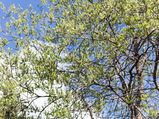blooming willow in spring