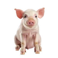 Fotobehang small pink pig isolated on white background © JoseLuis