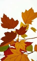 Naklejka na ściany i meble Dry autumn leaves background on white