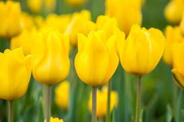 Story of Yellow Flowers: In Ottoman times, a yellow flower on the window meant that there was a sick person in the house. You can use the photo as a bacground for your slides or in greeting messages.