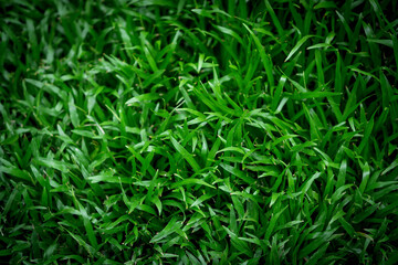 carpet of nature Vibrant, fresh green grass unifies, creating a fascinating background, a symbol of teamwork, and growth.