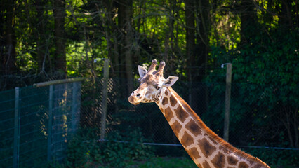 voting giraffe. Giraffe walking on the lawn