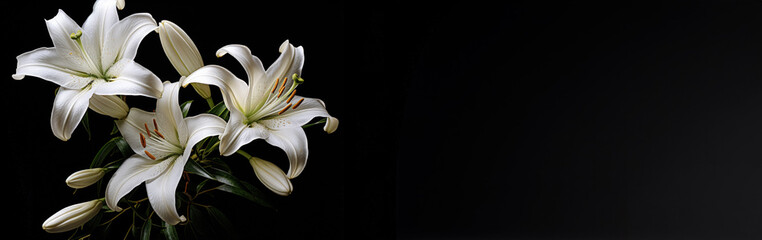 Funeral lily on dark vackground with copy 