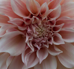 Beautiful details of a giant dahlia