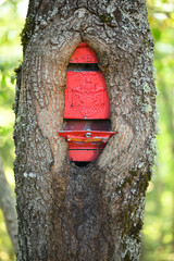 Tree trunk grown around a classic old style red mailbox