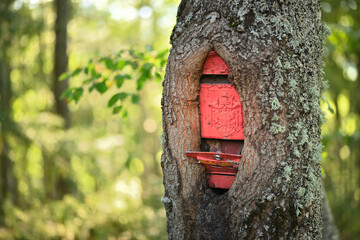 Tree trunk grown around a classic old style red mailbox