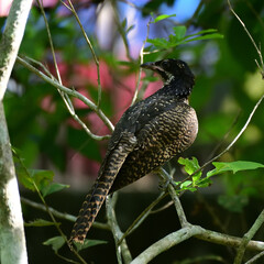 Asian koel - Eudynamys scolopaceus, Female